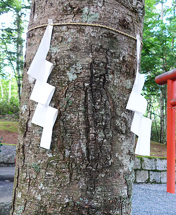 新屋山神社 奥宮の最古のお社（やしろ）にある神様が宿る木