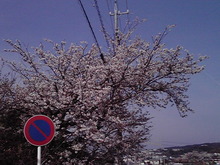 さくらも見納め