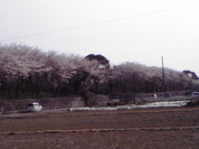 さくらも見納め