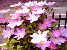 テッセンの花