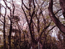 八幡山の桜