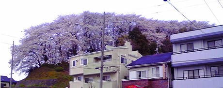 今度は八幡山