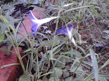 10月の植物たち