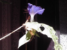 10月の植物たち