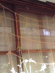 10月の植物たち