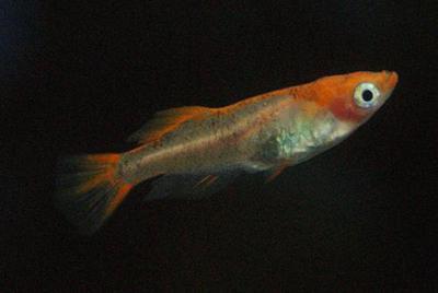 墨流しヒカリの交配 墨流しヒカリの交配