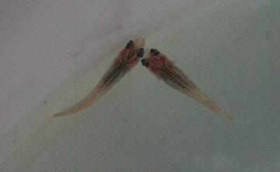 イメージが違う稚魚たち（続）