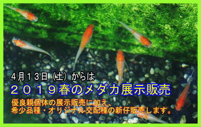 ２０１９春のメダカ展示販売