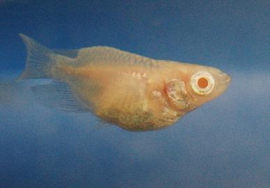 夏の稚魚飼育(4)