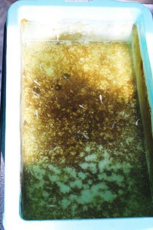 めだか冬の繁殖：幼魚