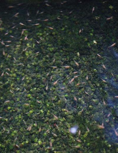 無加温稚魚飼育5