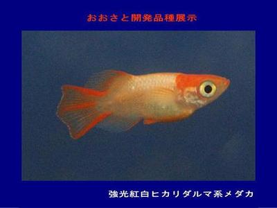 2013秋のメダカ展示より3