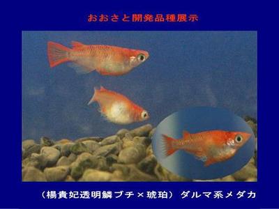 2013秋のメダカ展示より3