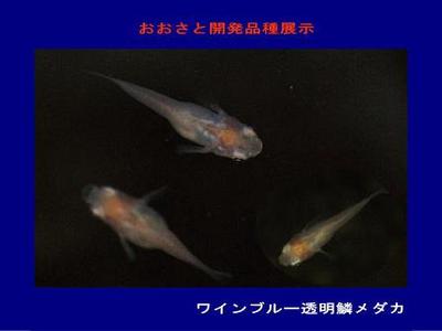 2013秋のメダカ展示より3