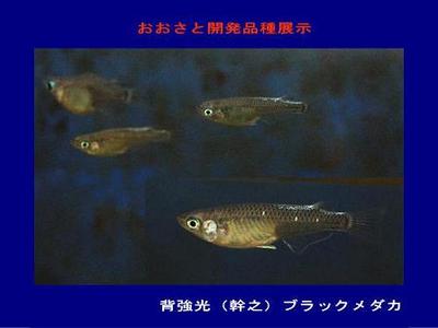 2013秋のメダカ展示より3