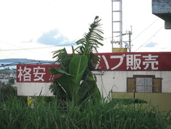 ハブ販売