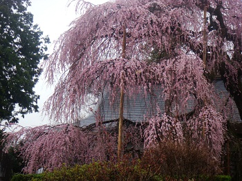慈雲寺の桜　2