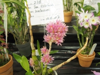 第33回山梨洋蘭愛好会 新春洋蘭展（2016.1.15～17）