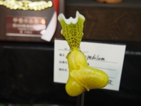 第35回　山梨洋蘭愛好会　新春洋蘭展（2018.1.19～21）