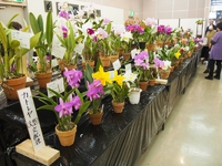 第36回 山梨洋蘭愛好会 新春洋蘭展（2019.2.1～3)