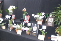 2012年山梨新春洋蘭展