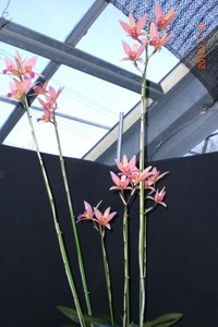 2012年山梨新春洋蘭展