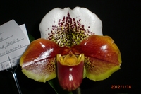 2012年山梨新春洋蘭展