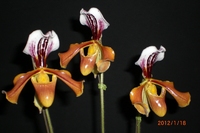 2012年山梨新春洋蘭展