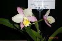 2012年山梨新春洋蘭展