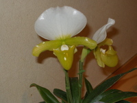 入賞花です